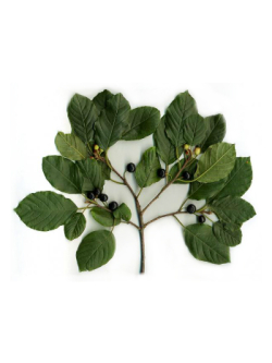Cascara sagrada