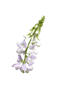 Goat's rue