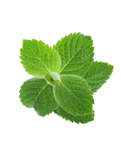 Lemon balm