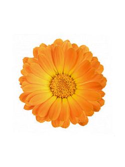 Calendula