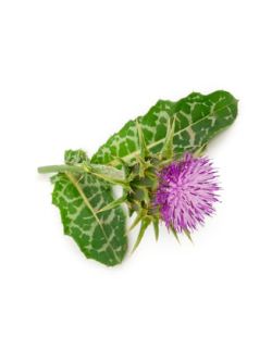 Milk thistle