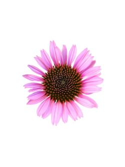 Echinacea