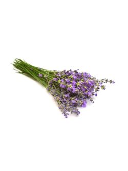 Lavanda