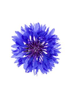 Cornflower