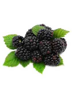 Blackberry