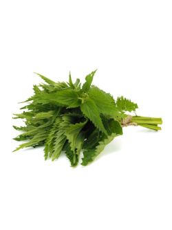 Nettle