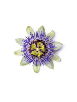 Passiflora