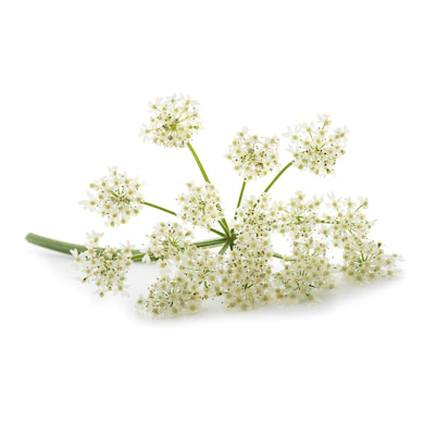 Angelica