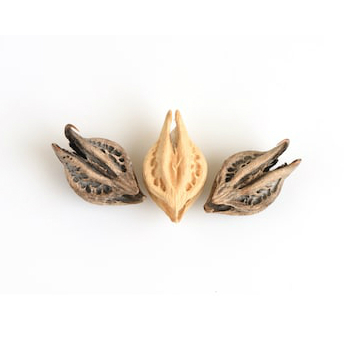 Devil's claw