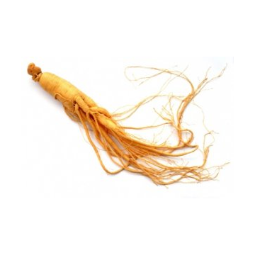 Ginseng