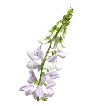 Goat's rue