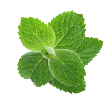 Lemon balm