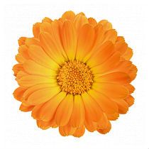 Calendula