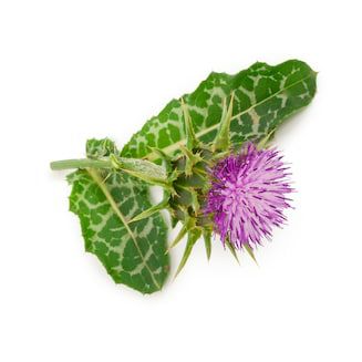 Milk thistle