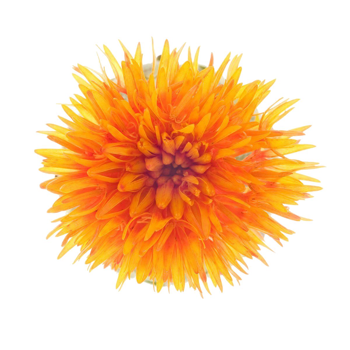 Safflower