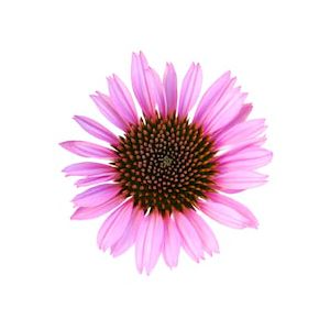 Echinacea