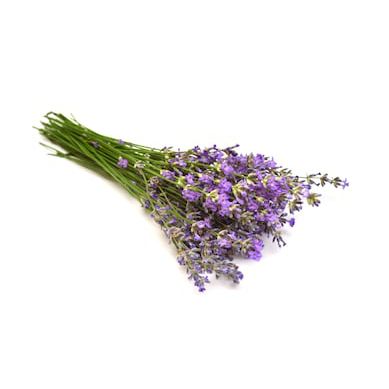 Lavanda