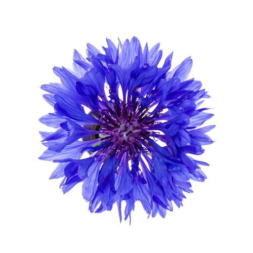 Cornflower