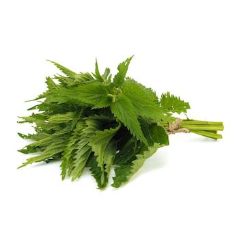 Nettle