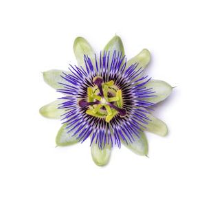 Passionflower