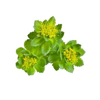 Rhodiola