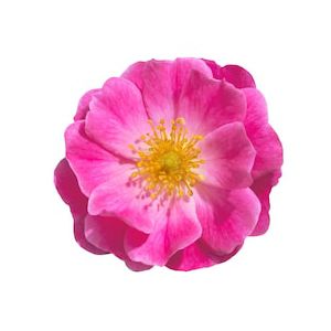 Rosa Canina