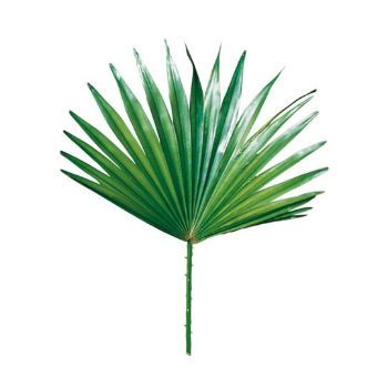 Saw Palmetto