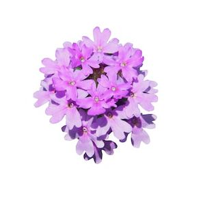 Verbena